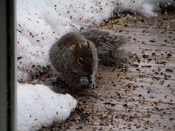 Rainy day squirrel wallpapers