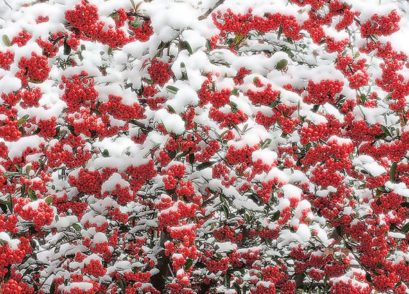 red winter wallpaper