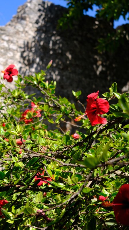 Hibiscus against white