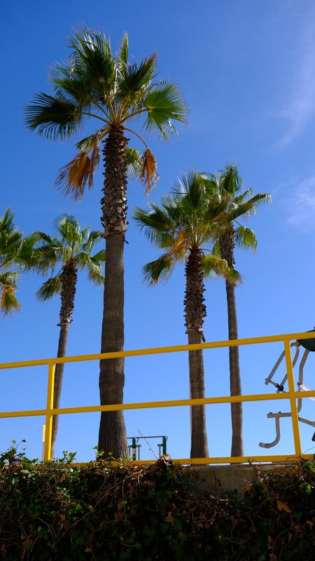Palms and a yellow rail